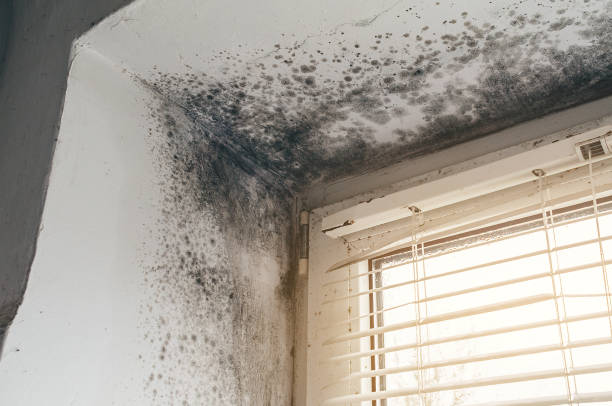 Affordable Basement Mold Removal solutions in La Grange, NC